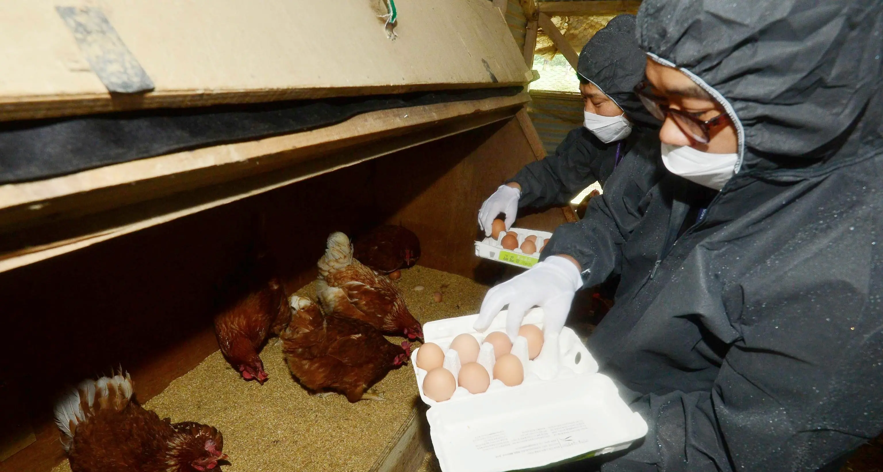 Uova contaminate dall'insetticida Allevamenti sequestrati dai Nas