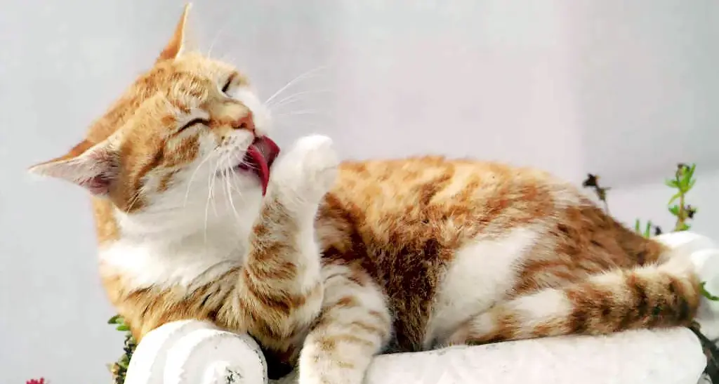 La difficile estate dei gatti Già troppi abbandoni