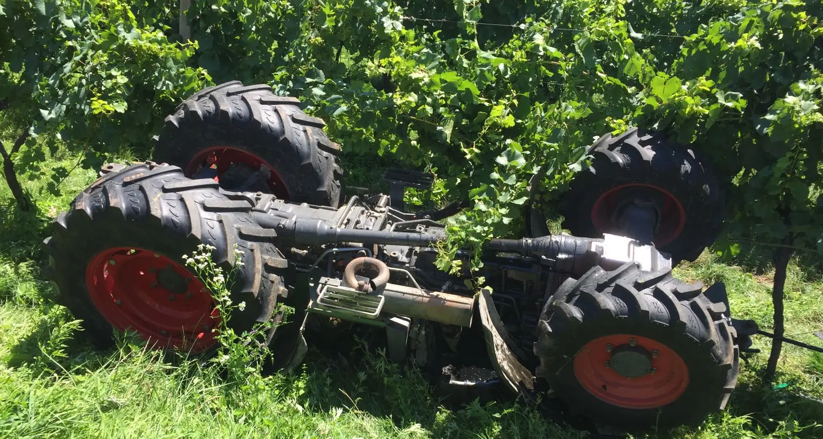 Lavis, trattore si rovescia tra i vigneti. Il conducente si lancia in tempo: salvo