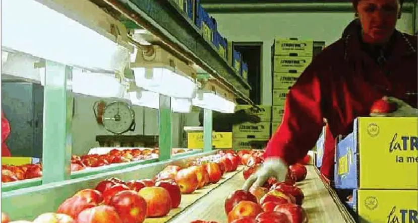 Mele: raccolto abbondante, premiate le varietà innovative