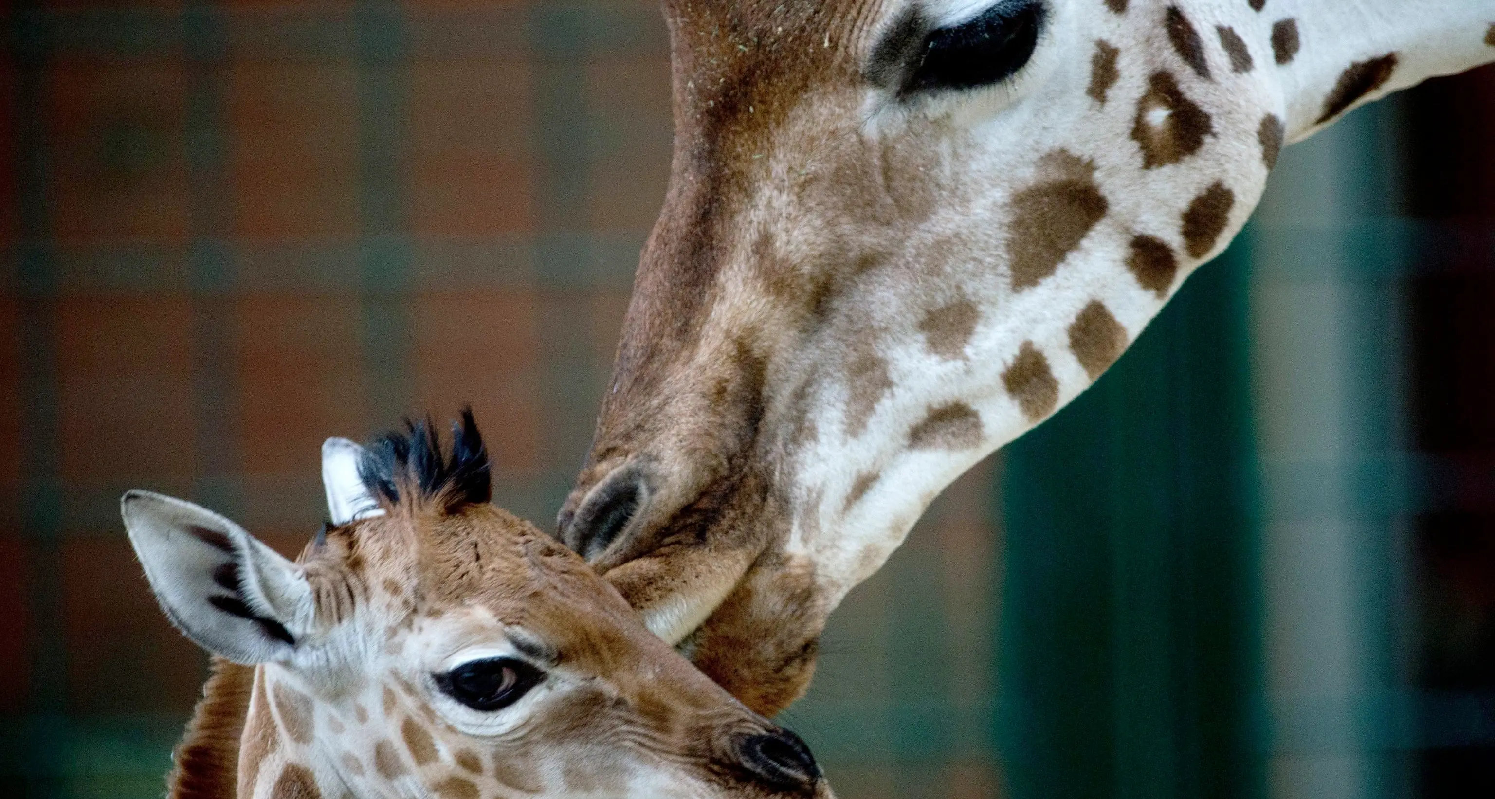Oggi è la giornala mondiale della giraffa