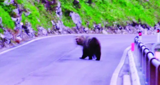 Orsi e ungulati sulle strade Arrivano i sensori di allarme