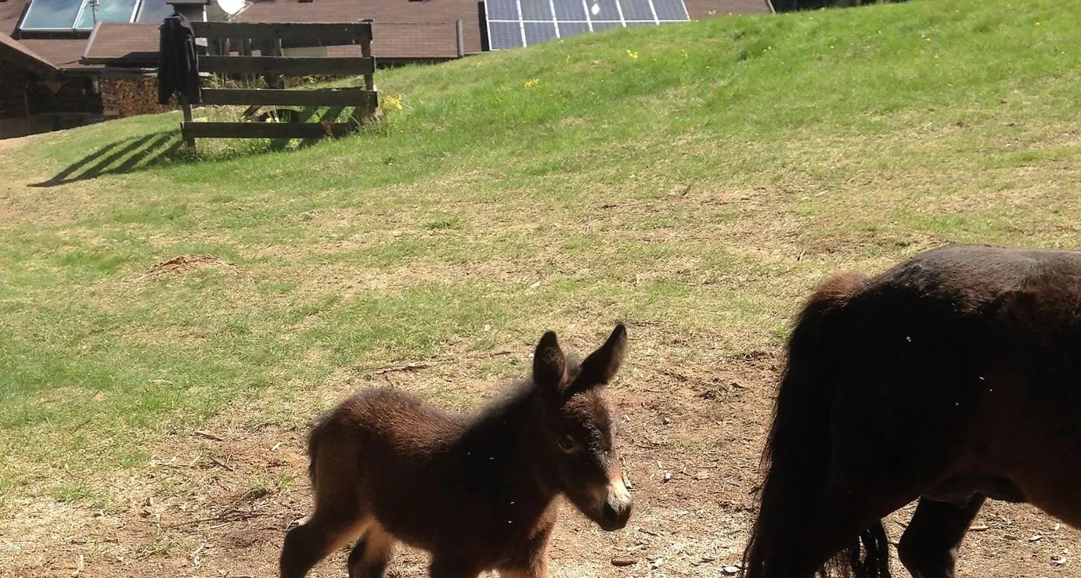 Al rifugio Potzmauer è nato Marcellino muletto figlio di un asino e una pony