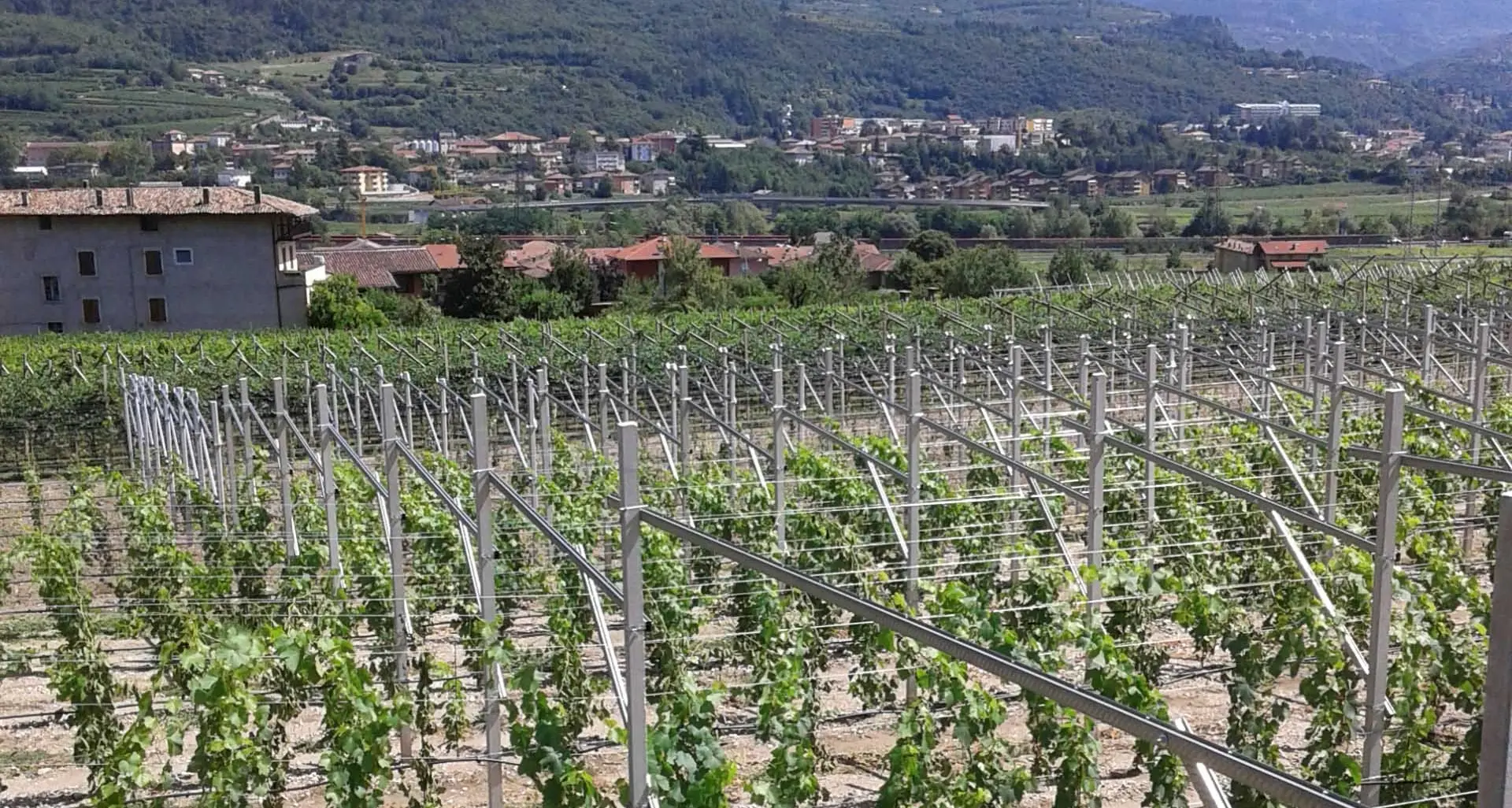 Roncola selvaggia tra le viti Tagliate oltre 300 piante