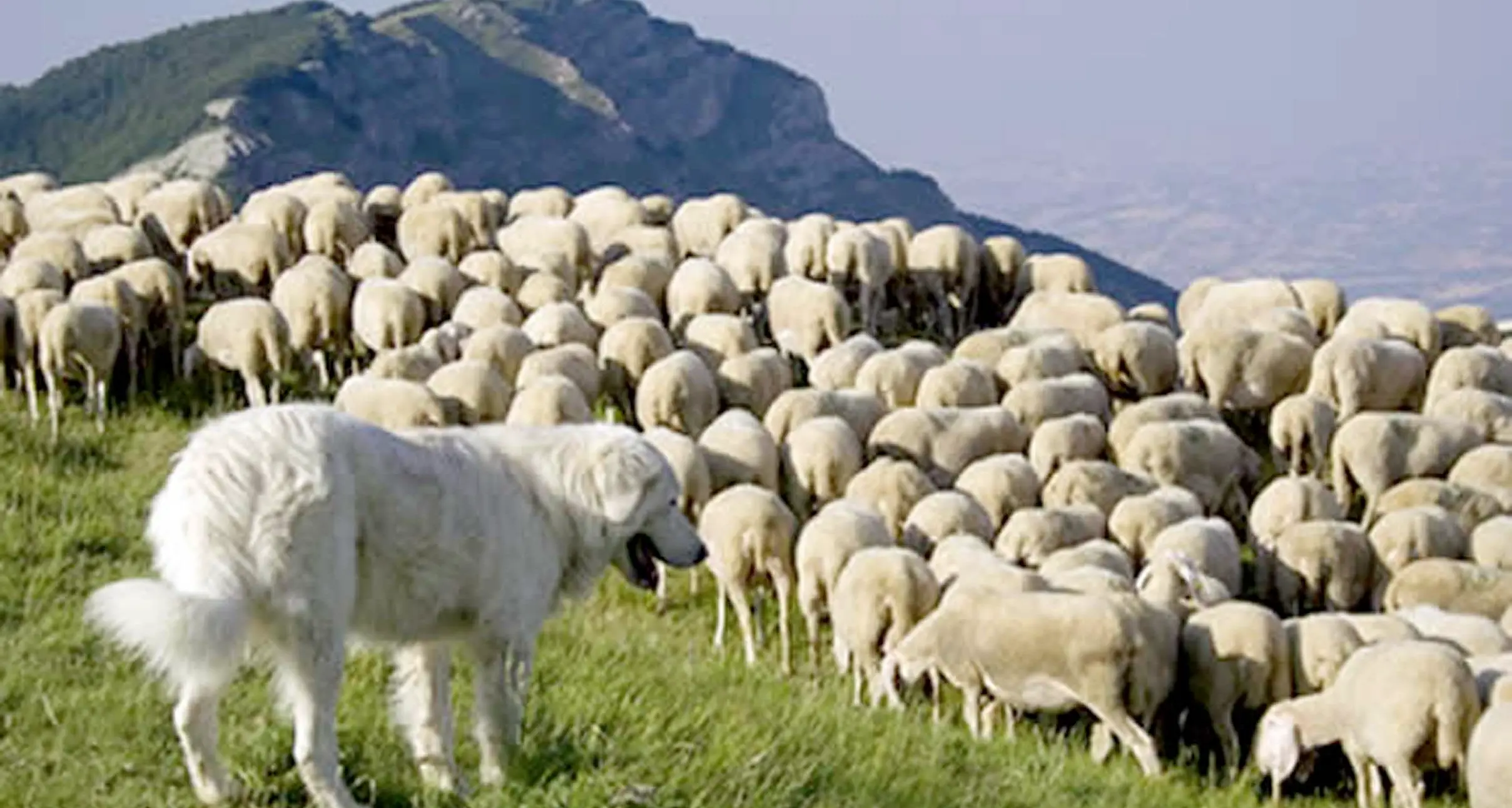 Cani a difesa delle greggi e rischi per chi passa Groff (Provincia): vanno bene solo i maremmani