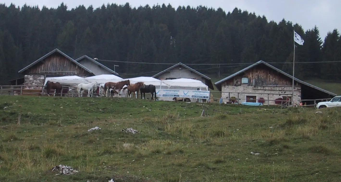 I lupi all'attacco a malga Fratte