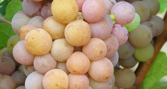 Doc Pinot Grigio Venezie Nel consorzio anche il Trentino