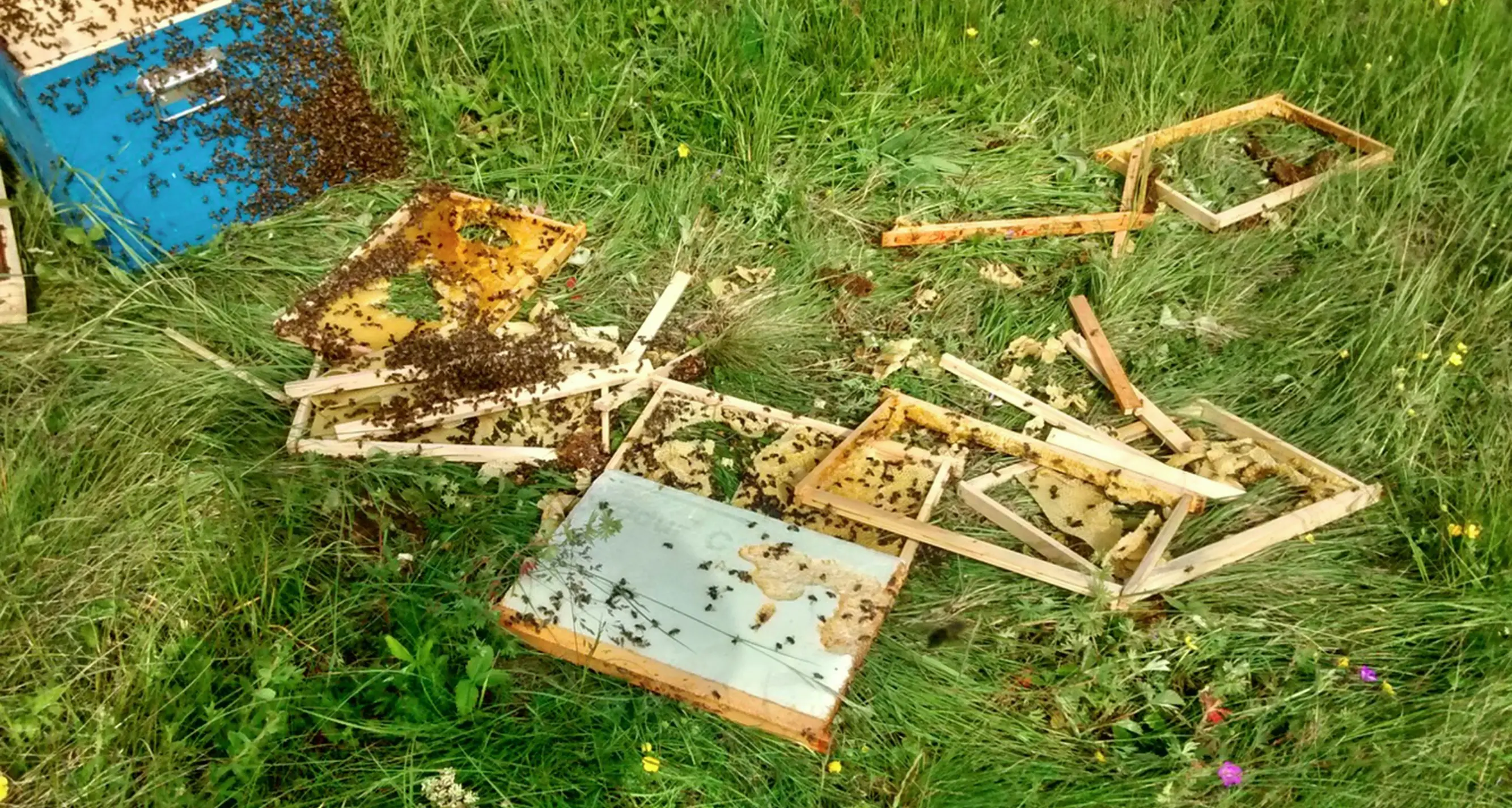L'orso ha fame, razzia di arnie in Val Daone