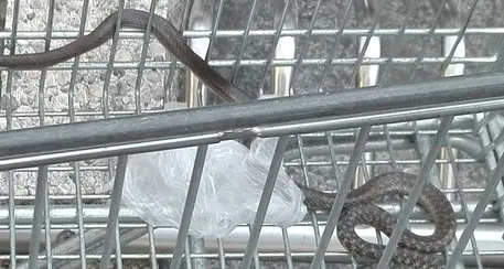 Trovato serpente in carrello Esselunga