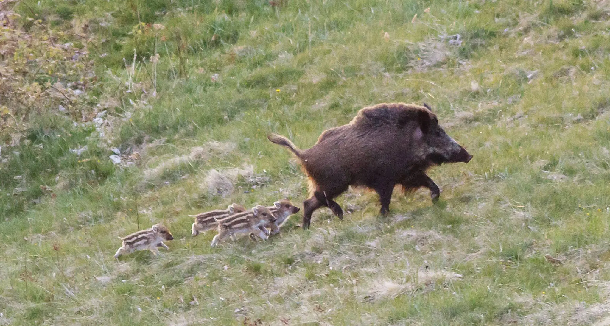 La Forestale uccide un cinghiale per evitare la proliferazione anche in Val di Fiemme