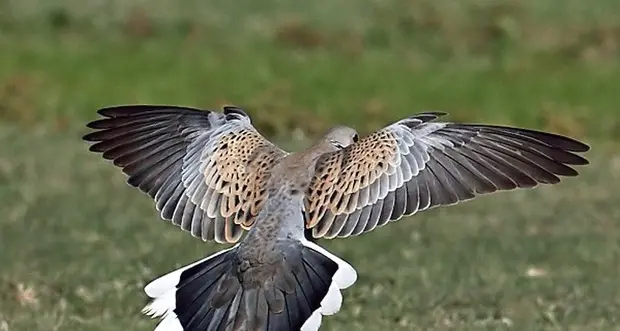 Lipu: 5 specie cacciabili sono a rischio e vanno tutelate