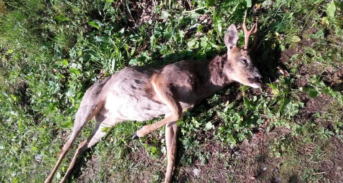 Cacciatore uccide il capriolo ma a mangiarselo è l'orso