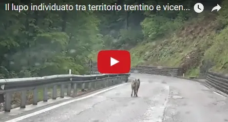 Incontro ravvicinato con il lupo Il video sulla strada di Carbonare