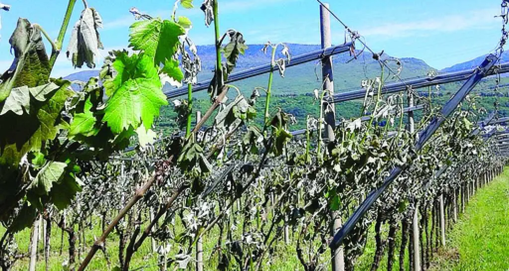 Gelate, danni a mille ettari di vigneti trentini Il Consorzio vini: è fondamentale assicurarsi