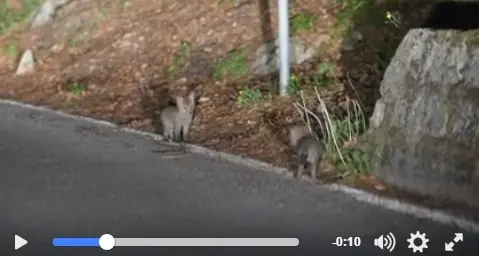Volpini a Terragnolo Video di tre cuccioli