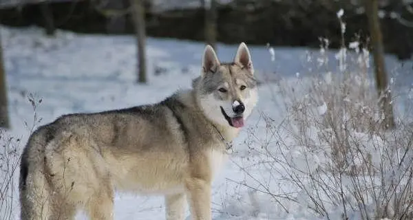 Cane rifiuta la castrazione Morde l'orecchio del padrone