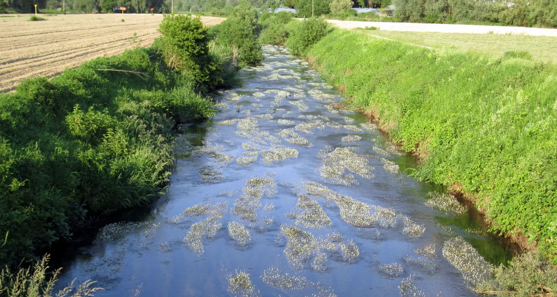 Alga per 20 km nel Brenta: problemi per i pescatori