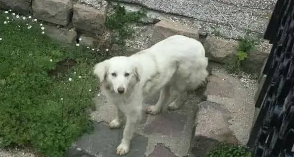 Cagnolina smarrita L'appello per trovarla