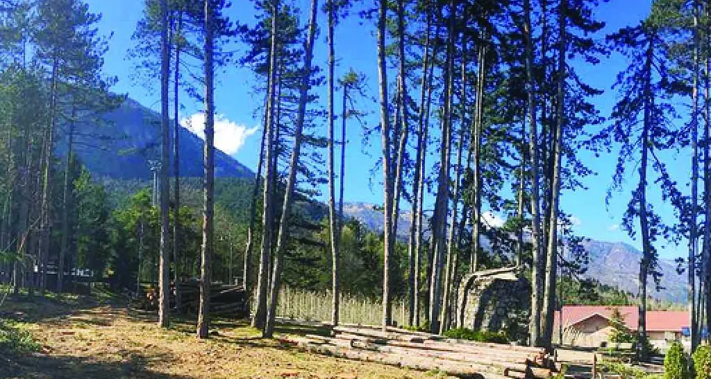 Flavon, abbattuta la pineta: polemiche Motivazione: lotta alla processionaria