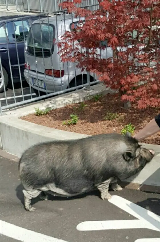 Allarme cinghiale in città, ma è un maialino domestico