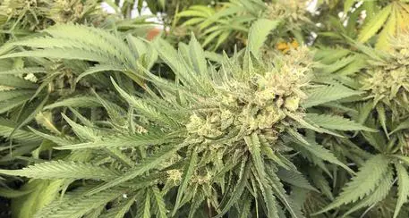 Coltivava marijuana a Capriana: arrestato 45enne