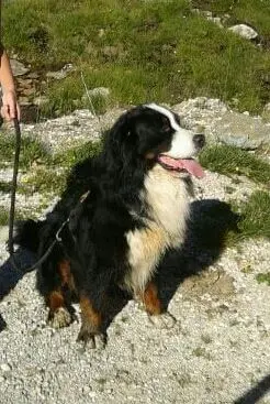 Bocconi avvelenati a Susà Morto un altro cane