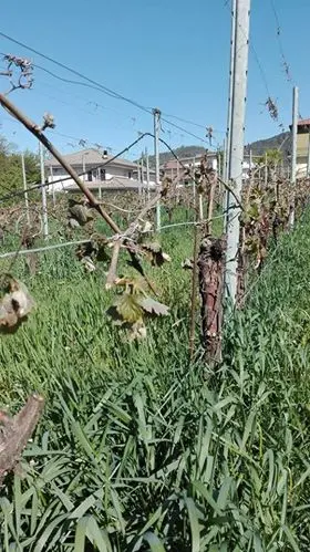 Le gelate sulle coltivazioni In Trentino si contano i danni