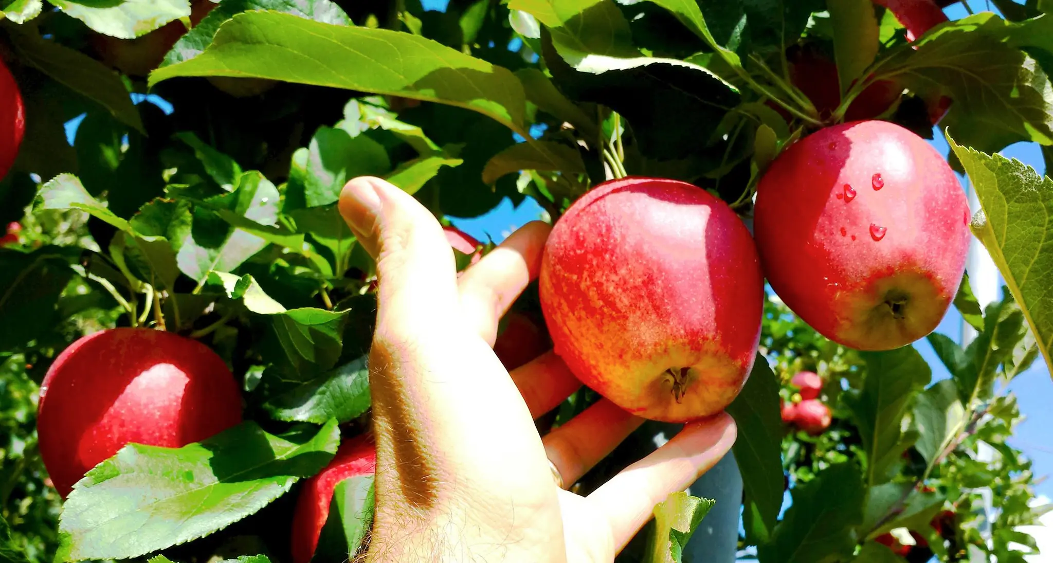 Mele trentine, si raccoglie Produzione sui livelli 2016