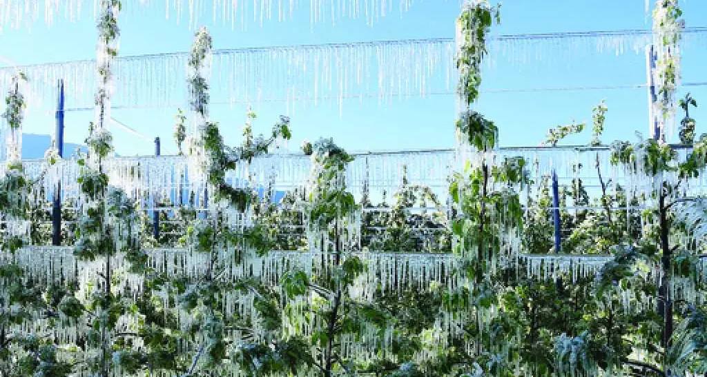 L'ondata di gelo fa danni per milioni di euro Rischia l'80% delle coltivazioni, paura per viti e meleti