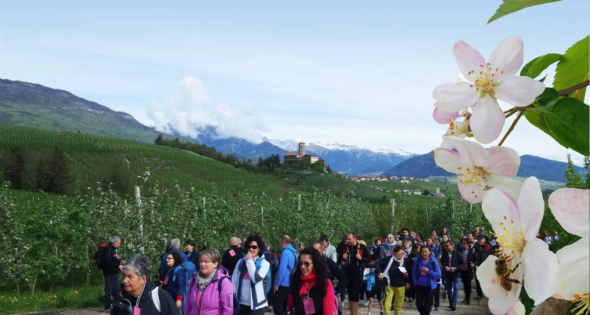 Quasi tremila persone fra i meli in fiore