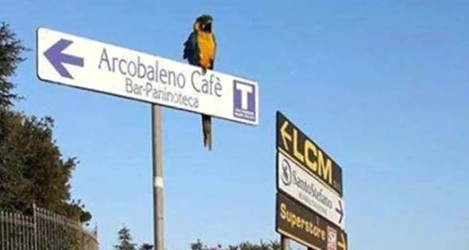 Il fedele pappagallo Frankje aspetta invano Scarponi