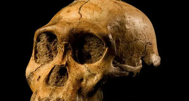 L'albero genealogico dell'Homo Sapiens perde un ramo