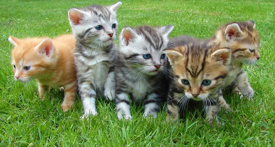 Lucca: uccise i gatti della ex, condannato a 1 anno e mezzo
