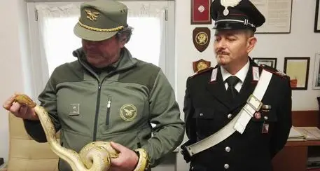 Teneva in casa un raro pitone Sequestrato dai carabinieri