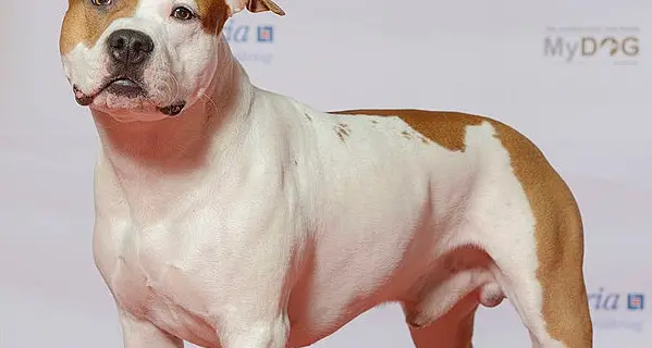 Cane lasciato sul balcone Imputata una donna