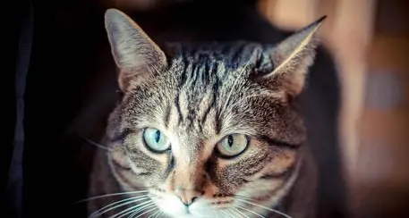 Condannato a Bergamo il killer dei gatti