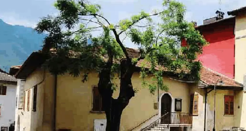 La piazza di Mattarello perde la sua pianta