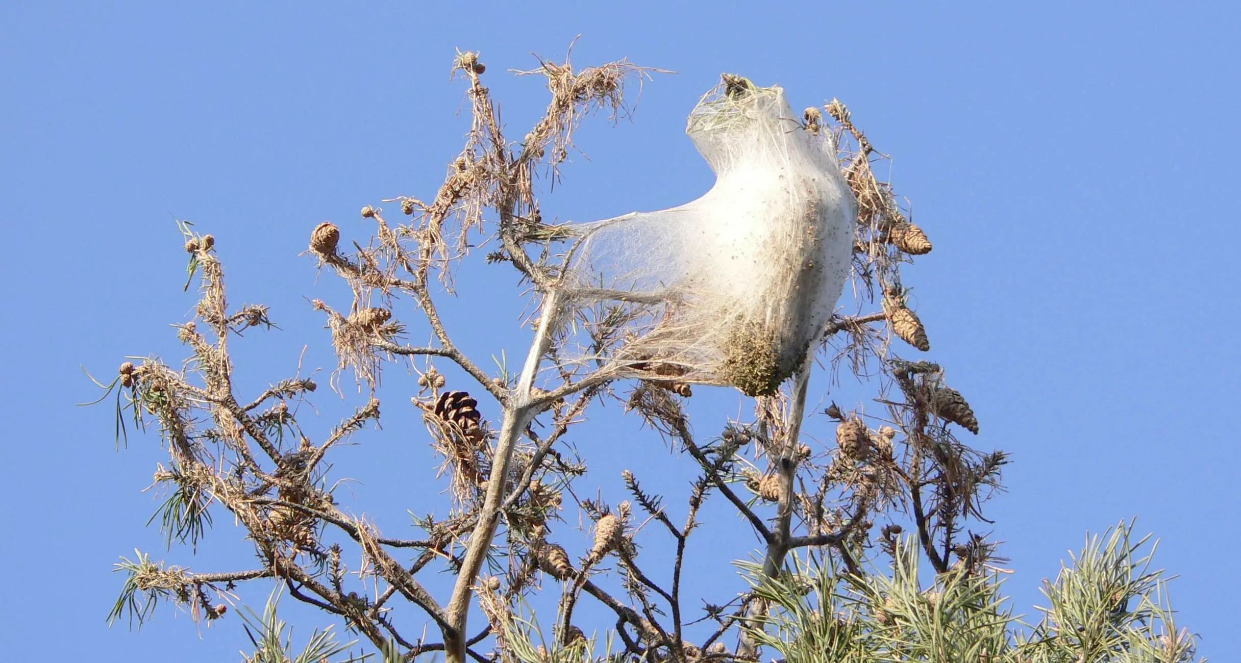 Allarme processionaria sulla collina di Trento