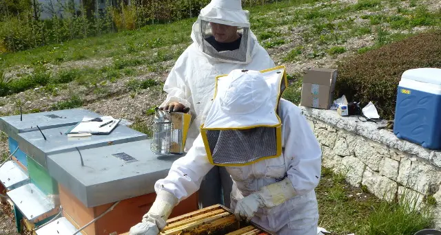 A caccia di fondi in rete per la start up delle api
