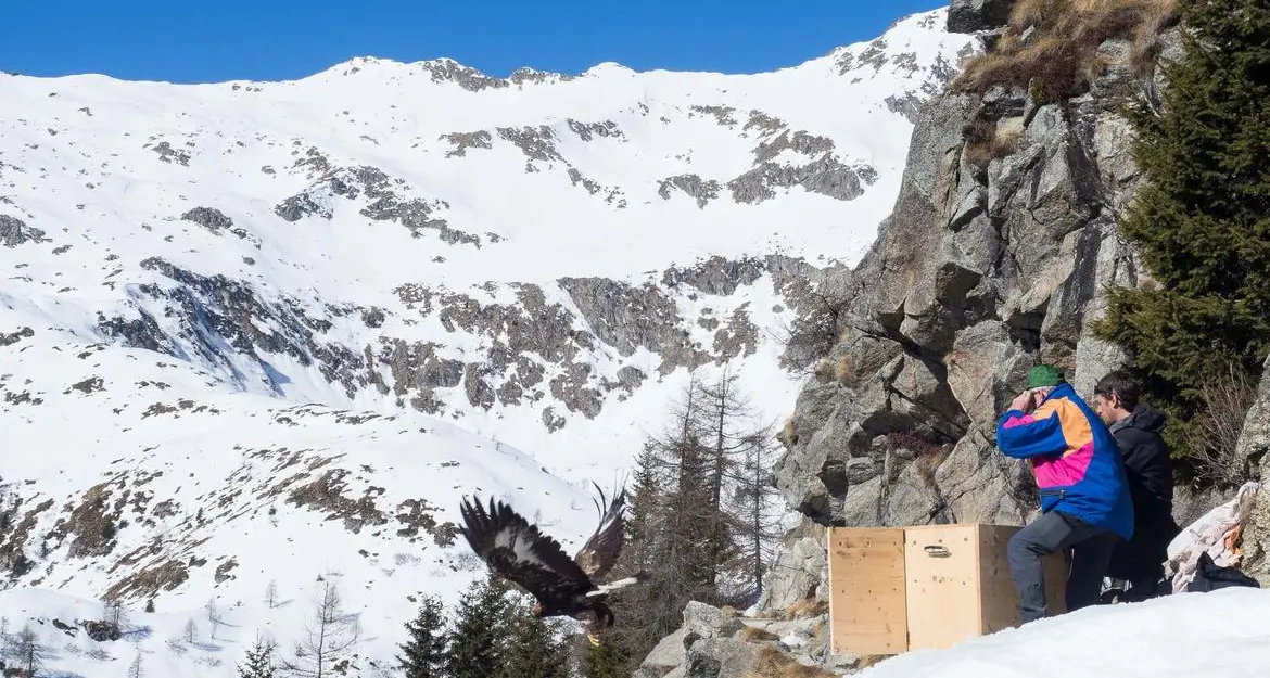 Liberata dopo 2 mesi di cura l'aquila reale trovata ferita