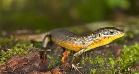 Sequenziato (anche) dal Muse il Dna di 6 specie selvatiche