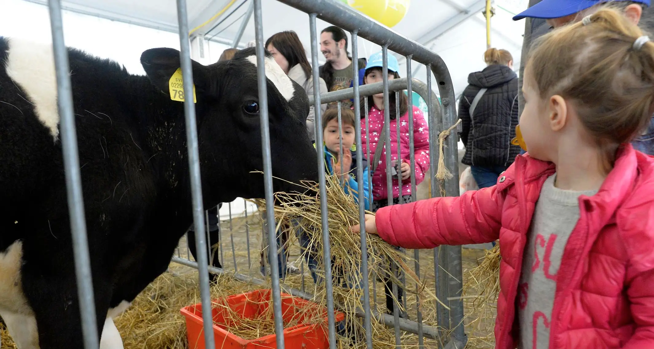 Fiori e animali protagonisti Oggi la fiera di S. Giuseppe