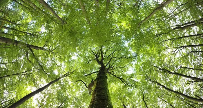 Foreste, dal legno il 40% di energia rinnovabile nel mondo