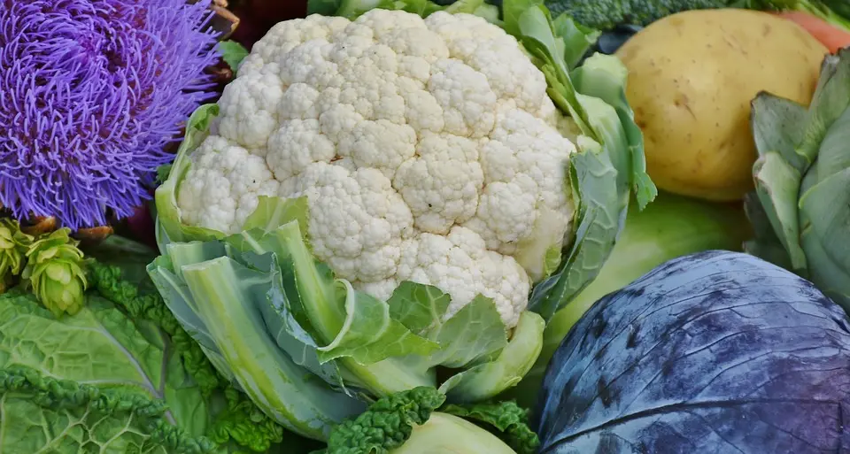 Cibo vegano all'asilo: un diritto Il Tar condanna il Comune