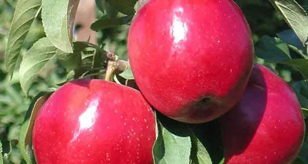 Curare le allergie con le mele Al via «AppleCare» a Laimburg