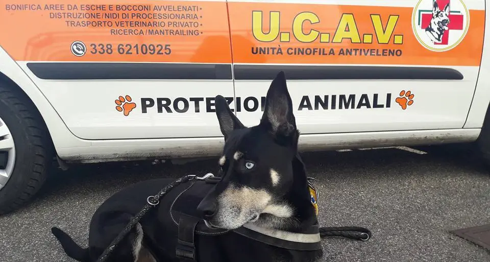Blaky, cane anti-veleni va a caccia di bocconi