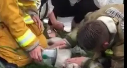 Il pompiere salva il cane con respirazione bocca a muso