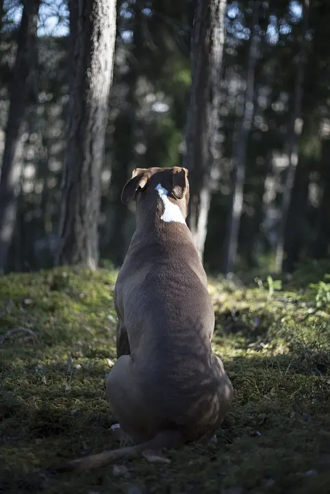 Pecora sbranata al confine trentino Assolto il lupo: attacco di un cane