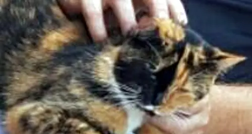 Briciola, la gattina smarrita fra Cognola e Tavernaro