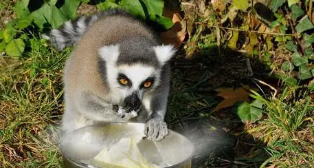Latte caldo, cura antigelo al Bioparco